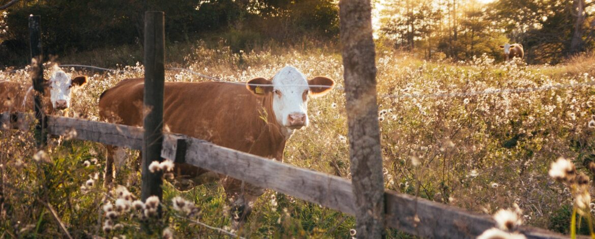 christian-widell-vrT3Z9UKFEg-unsplash christian-widell-vrT3Z9UKFEg-unsplash